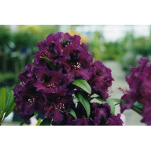 Рододендрон Поларнахт | Rhododendron Pollarnight