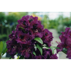 Рододендрон Поларнахт | Rhododendron Pollarnight