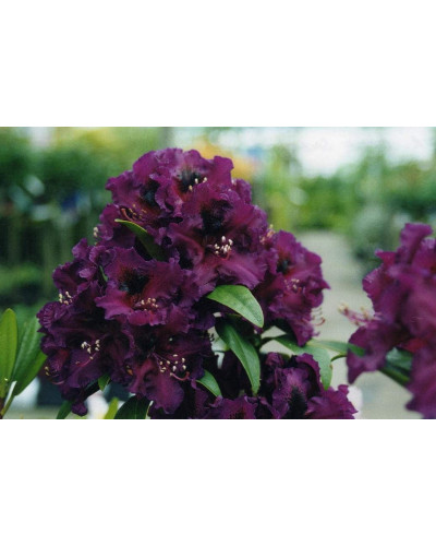 Рододендрон Поларнахт | Rhododendron Pollarnight