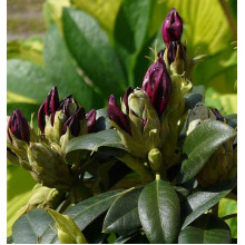 Рододендрон Поларнахт | Rhododendron Pollarnight