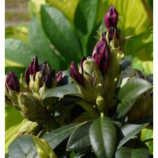 Рододендрон Поларнахт | Rhododendron Pollarnight