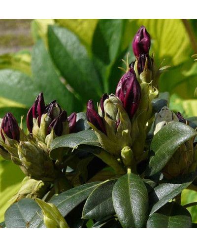Рододендрон Поларнахт | Rhododendron Pollarnight