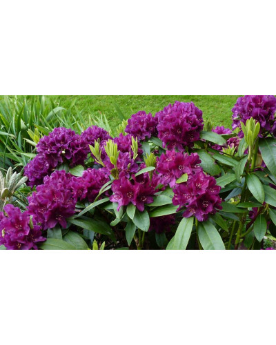 Рододендрон Поларнахт | Rhododendron Pollarnight