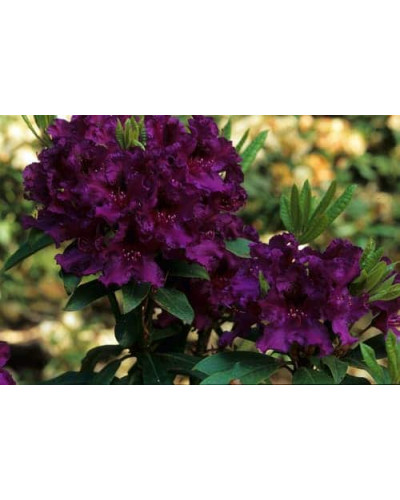 Рододендрон Поларнахт | Rhododendron Pollarnight