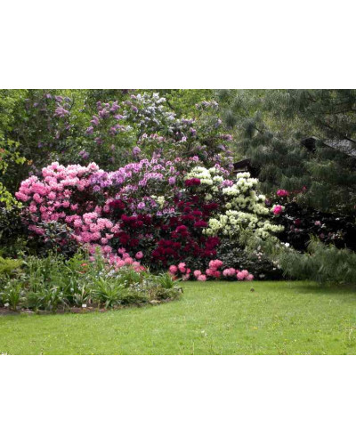 Рододендрон Поларнахт | Rhododendron Pollarnight