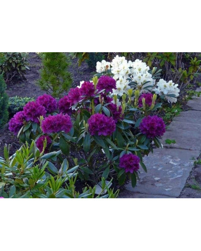 Рододендрон Поларнахт | Rhododendron Pollarnight