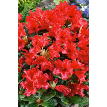 Рододендрон Скарлет Вондер | Rhododendron Scarlet Wonder