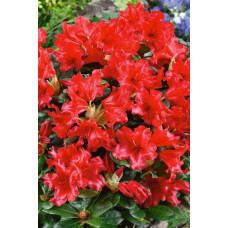 Рододендрон Скарлет Вондер | Rhododendron Scarlet Wonder