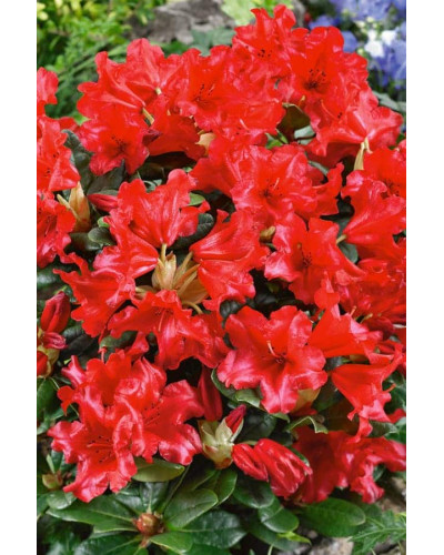Рододендрон Скарлет Вондер | Rhododendron Scarlet Wonder