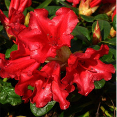 Рододендрон Скарлет Вондер | Rhododendron Scarlet Wonder