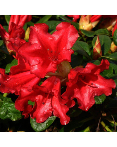 Рододендрон Скарлет Вондер | Rhododendron Scarlet Wonder