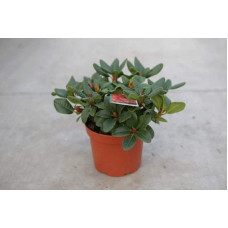 Рододендрон Скарлет Вондер | Rhododendron Scarlet Wonder