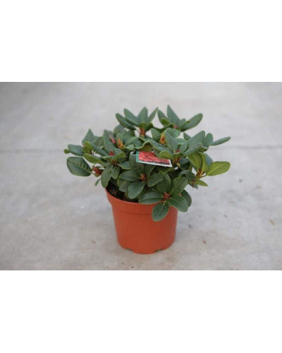 Рододендрон Скарлет Вондер | Rhododendron Scarlet Wonder