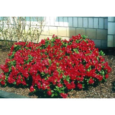 Рододендрон Скарлет Вондер | Rhododendron Scarlet Wonder