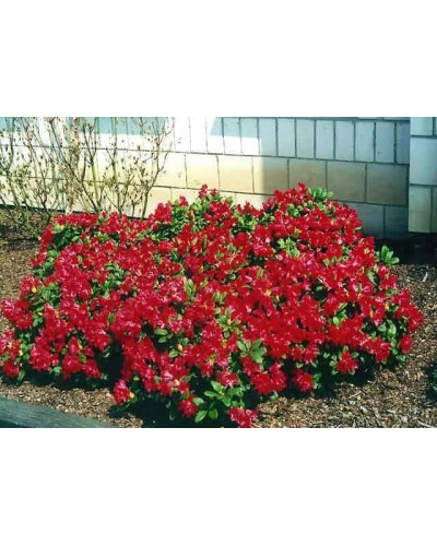 Рододендрон Скарлет Вондер | Rhododendron Scarlet Wonder