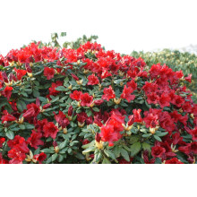 Рододендрон Скарлет Вондер | Rhododendron Scarlet Wonder
