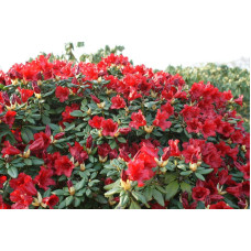 Рододендрон Скарлет Вондер | Rhododendron Scarlet Wonder