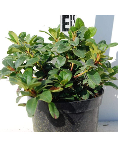 Рододендрон Скарлет Вондер | Rhododendron Scarlet Wonder