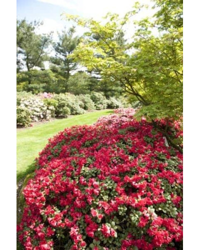 Рододендрон Скарлет Вондер | Rhododendron Scarlet Wonder