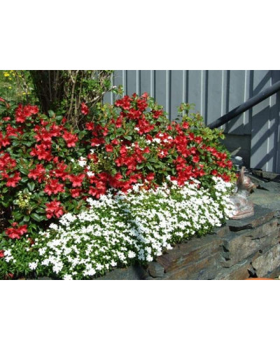 Рододендрон Скарлет Вондер | Rhododendron Scarlet Wonder