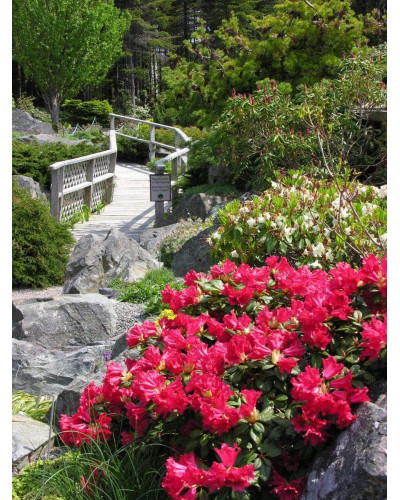 Рододендрон Скарлет Вондер | Rhododendron Scarlet Wonder