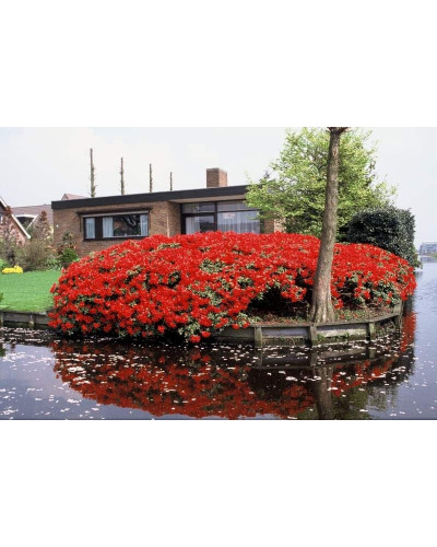 Рододендрон Скарлет Вондер | Rhododendron Scarlet Wonder