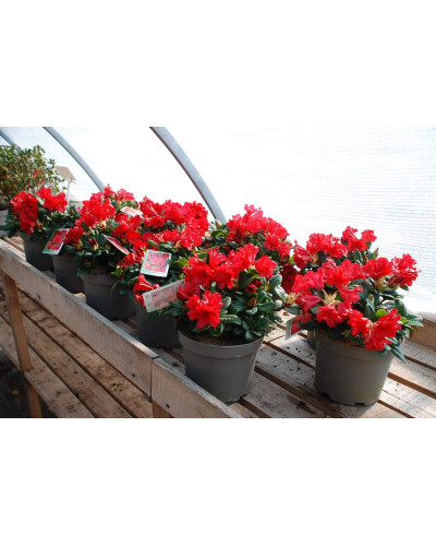 Рододендрон Скарлет Вондер | Rhododendron Scarlet Wonder