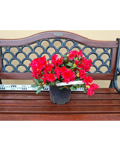 Рододендрон Скарлет Вондер | Rhododendron Scarlet Wonder