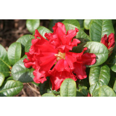 Рододендрон Скарлет Вондер | Rhododendron Scarlet Wonder