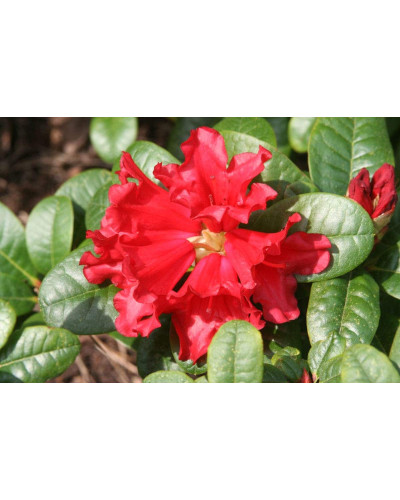 Рододендрон Скарлет Вондер | Rhododendron Scarlet Wonder