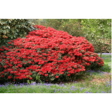 Рододендрон Скарлет Вондер | Rhododendron Scarlet Wonder