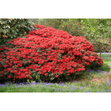 Рододендрон Скарлет Вондер | Rhododendron Scarlet Wonder