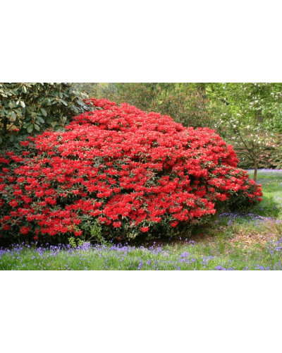 Рододендрон Скарлет Вондер | Rhododendron Scarlet Wonder