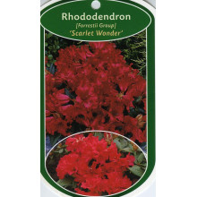 Рододендрон Скарлет Вондер | Rhododendron Scarlet Wonder