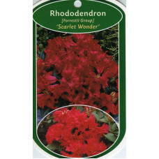Рододендрон Скарлет Вондер | Rhododendron Scarlet Wonder