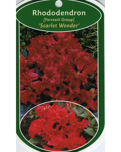 Рододендрон Скарлет Вондер | Rhododendron Scarlet Wonder