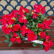 Рододендрон Скарлет Вондер | Rhododendron Scarlet Wonder