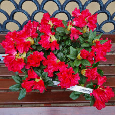 Рододендрон Скарлет Вондер | Rhododendron Scarlet Wonder