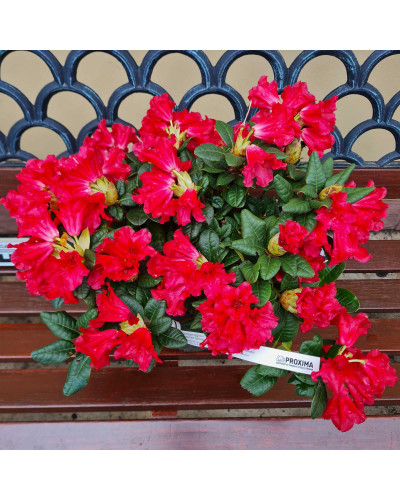 Рододендрон Скарлет Вондер | Rhododendron Scarlet Wonder