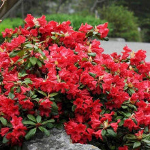 Рододендрон Скарлет Вондер | Rhododendron Scarlet Wonder