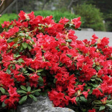Рододендрон Скарлет Вондер | Rhododendron Scarlet Wonder