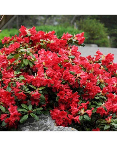 Рододендрон Скарлет Вондер | Rhododendron Scarlet Wonder