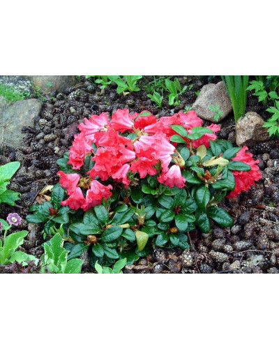 Рододендрон Скарлет Вондер | Rhododendron Scarlet Wonder