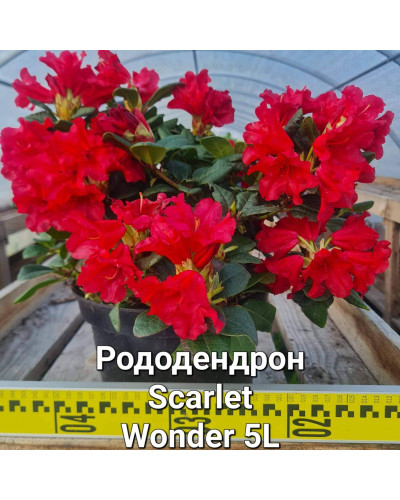 Рододендрон Скарлет Вондер | Rhododendron Scarlet Wonder