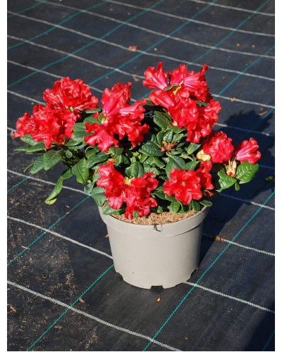 Рододендрон Скарлет Вондер | Rhododendron Scarlet Wonder