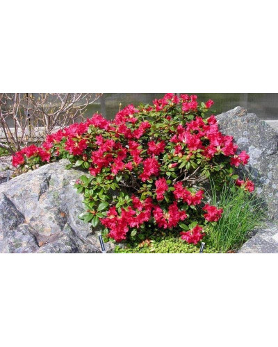 Рододендрон Скарлет Вондер | Rhododendron Scarlet Wonder