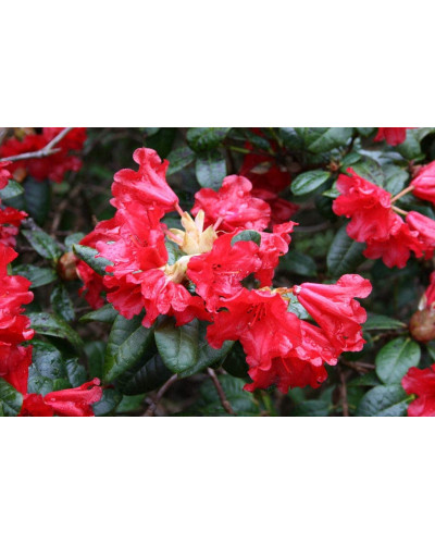 Рододендрон Скарлет Вондер | Rhododendron Scarlet Wonder