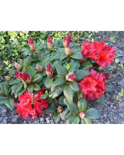 Рододендрон Скарлет Вондер | Rhododendron Scarlet Wonder