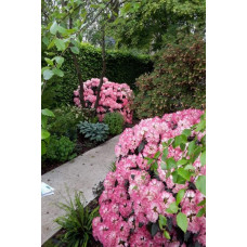 Рододендрон Фантастика | Rhododendron Fantastica