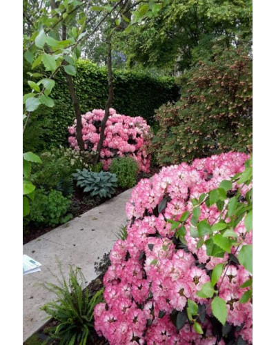 Рододендрон Фантастика | Rhododendron Fantastica